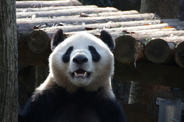 Close Up Panda Face, China