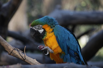 Yellow and Blue Macaw is Eating Nuts and Grapes