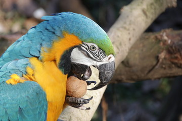 Yellow and Blue Macaw is Eating Nuts and Grapes
