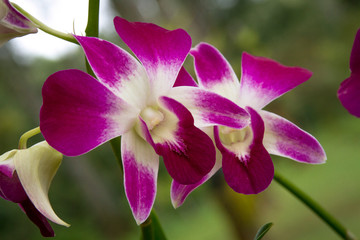 Orchid flower close-up picture
