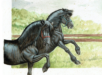 Black horses illustration. Acrylic painting. Horse portrait.