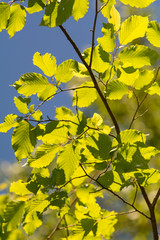 Laub im Gegenlicht - Eiche - Buche - Rotbuche