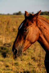 Caballo3