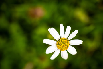 Single chemist's chamomile Matricaria chamomilla.