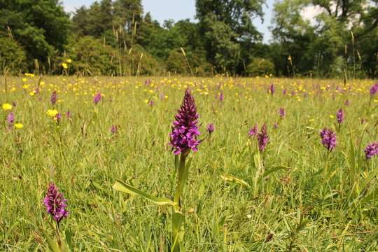 a flowering purple wild orchid in a grassland in springtime