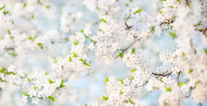 Delicate Spring Nature background With cherry blossom