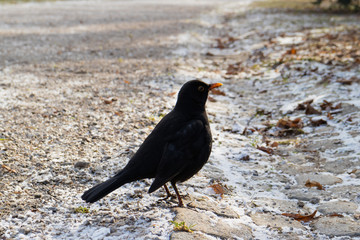 Common blackbird searching food