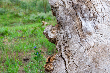 Close-up of a cracked dead tree trunk surface, wild field grass in the blurred background
