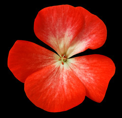 red flower geranium.  black isolated background with clipping path. Closeup no shadows. Nature.