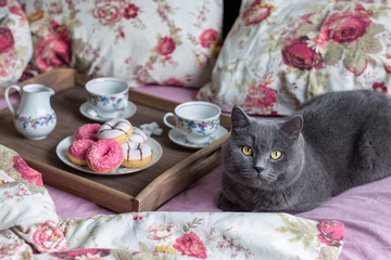 Breakfast in bed with gray cat