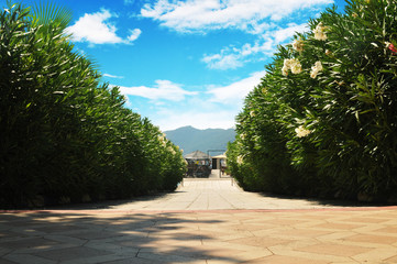 Beautiful alley of bushes against mountains with sky and clouds