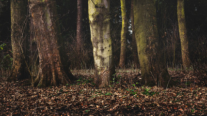 Obraz premium forest in autumn