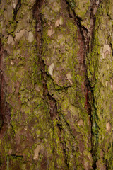 bark of a tree