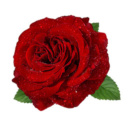 Fresh beautiful rose with dewdrops isolated on white background with clipping path