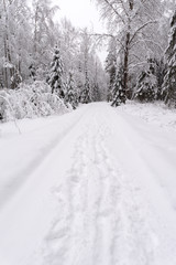 Snowy road through winter forest