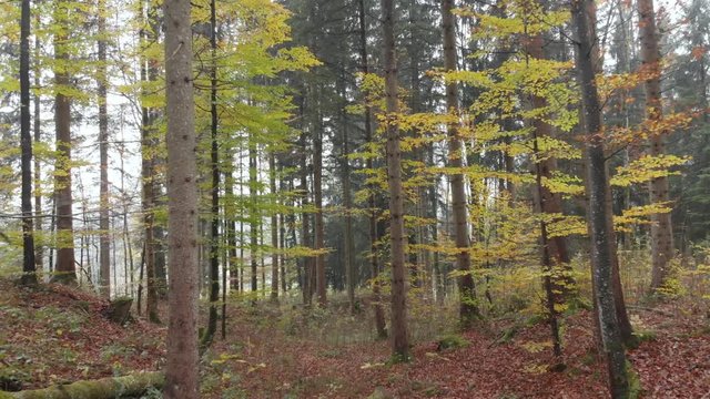 Aerial shot in the autumn European forest. Drone flying through the trees and branches.
