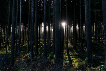 Sun setting behind fir trees, Solling, Germany