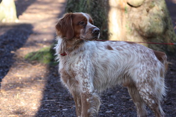 Brittany Spaniel in Wooded Park