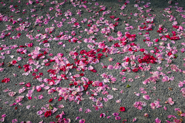 rote und rosa Rosenblätter am Kiesboden verstreut Romantisch