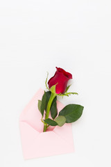 Red rose flowers on white background. Flat lay, top view, copy space.