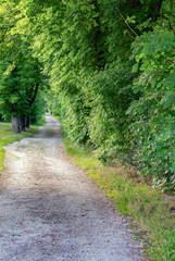 Waldweg Allee mit Schotterstraße und grünen Blättern