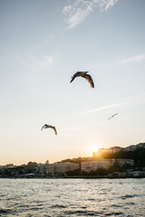 Fototapeta na wymiar flock of seagulls over Istanbul during sunset