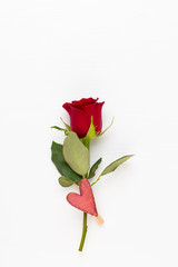 Red rose flowers on white background. Flat lay, top view, copy space.