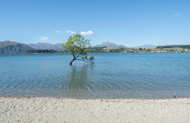 Wanaka Tree, South Island, New Zealand, NZ
