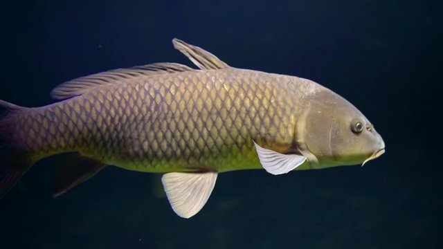 Close-up of tropical long grey fish swimming in a tank.