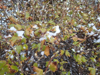 branch with snow in winter
