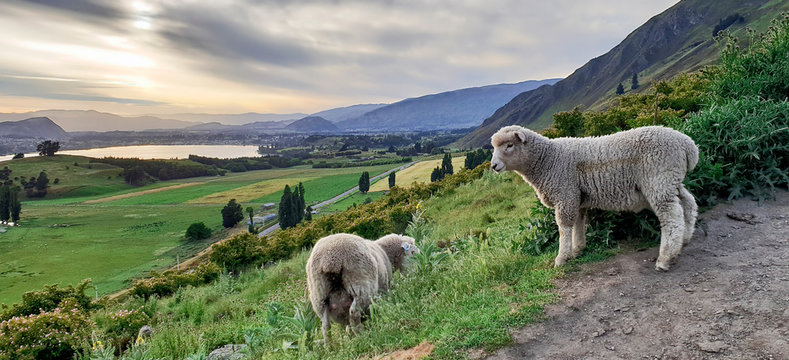 Sheeps at the Roys Peak Track, Wanaka, New Zealand, South Island, NZ
