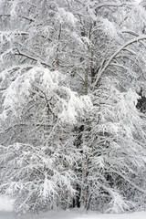 Snow covered birch tree