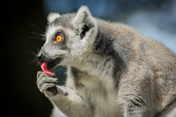 Lemur schleckt seine Pfote
