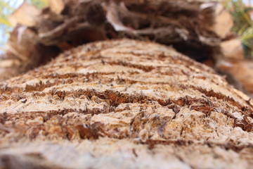 bark of a palmtree