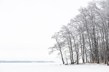 Fototapeta na wymiar Winter landscape with alder trees