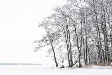 Fototapeta na wymiar Winter landscape with alder trees