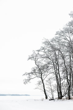 Winter landscape with alder trees