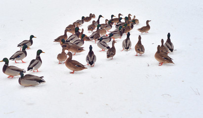Ducks on snow.