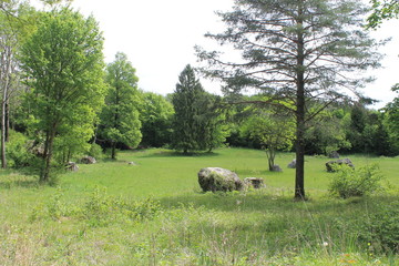 Meadow
