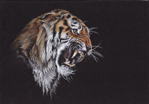 Tiger grin.  Hand made drawing. Tiger roaring illustration. 