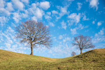 kahle Bäume auf dem Hügel, blauer Wolkenhimmel