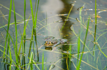 Schwimmender Frosch