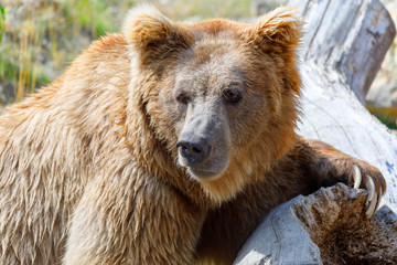 Fototapeta premium Himalayan brown bear (Ursus arctos isabellinus), also known as the Himalayan red bear, Isabelline bear or Dzu-Teh.