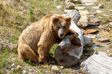 Himalayan brown bear (Ursus arctos isabellinus), also known as the Himalayan red bear, Isabelline...