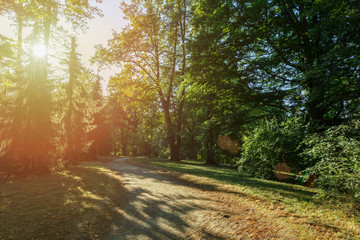 Fototapeta premium Late summer sunlight breaking through the trees at park, nature landscape