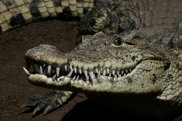 Nile Crocodile  with sharp teeth
