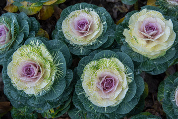 Kale blossoms in flower beds