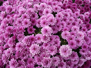 Purple Chrysanthemum Flowers Background