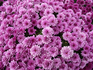 Obraz premium Purple Chrysanthemum Flowers Background