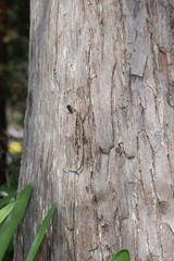 bark of a tree an a lizard